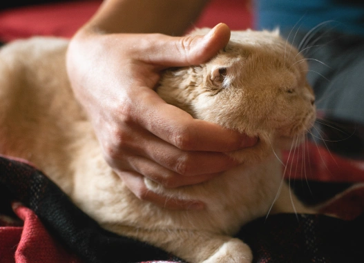 Pet Emergencies