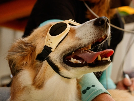 Pet Laser Therapy