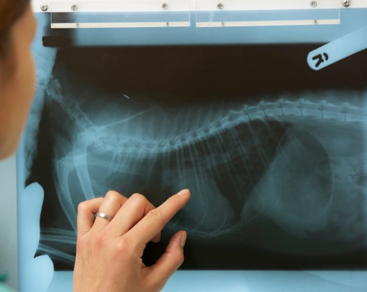 Pet Diagnostic Care