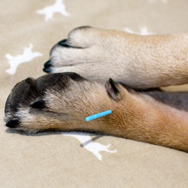pet-acupuncture