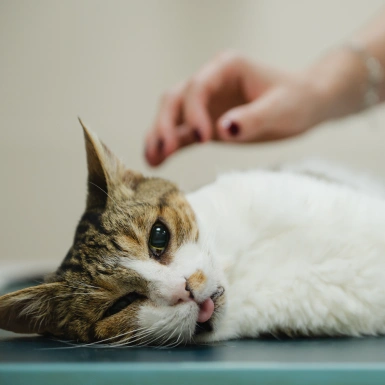 Pet-Emergencies