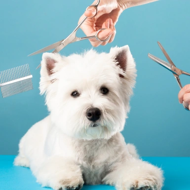 Pet-Grooming