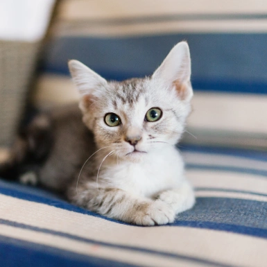 Puppy & Kitten Care