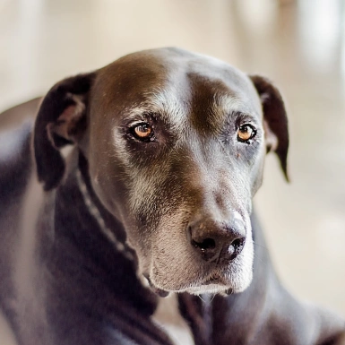 Senior Pet Care