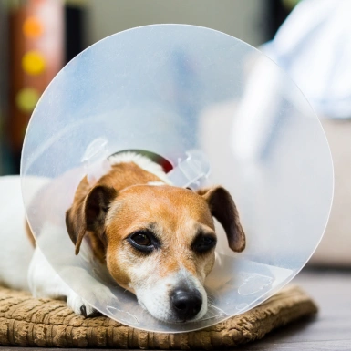 Pet Surgery