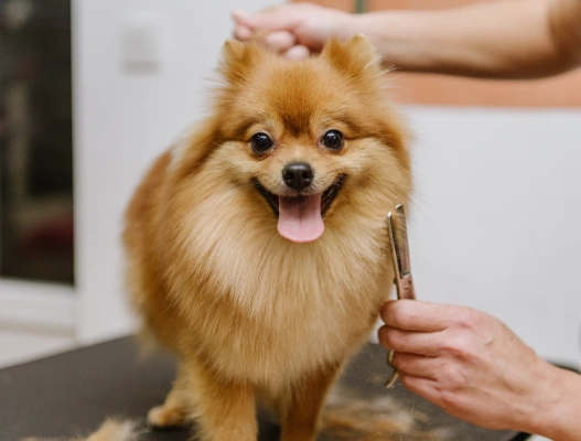 Pet Grooming