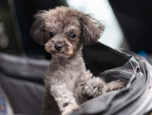 Our PetDesk App