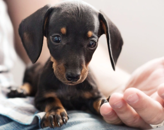 Pet Pain Management