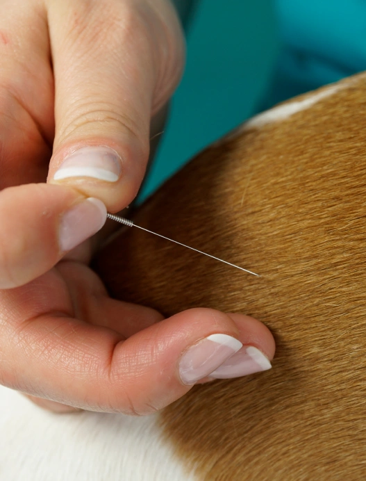 Pet Acupuncture