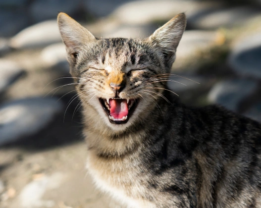 Pet Dental Services