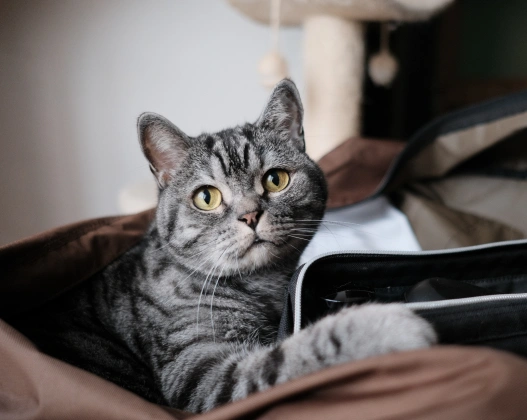 Pet Preventative Care
