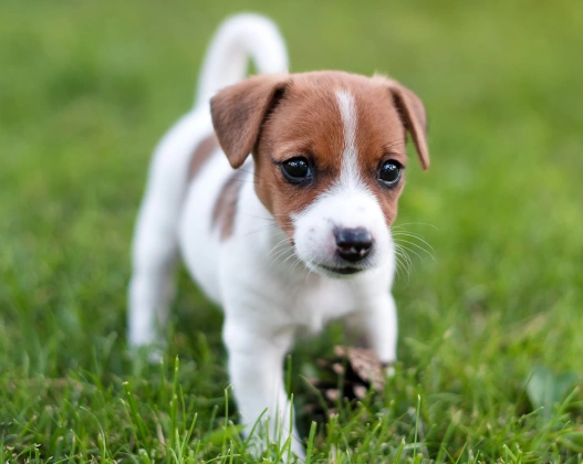 Puppy & Kitten Care