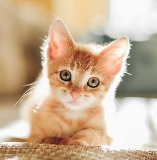 Kitten Care