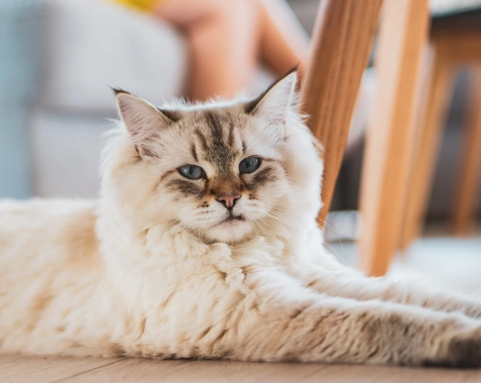 Senior Pet Care