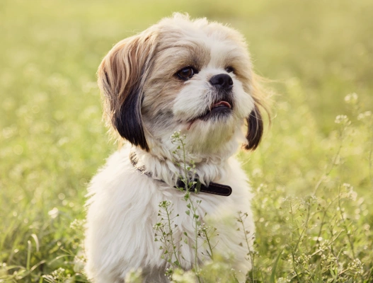 Acacia Animal Hospital Special Offers