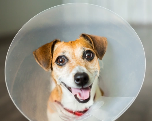 Veterinary Pet Surgery