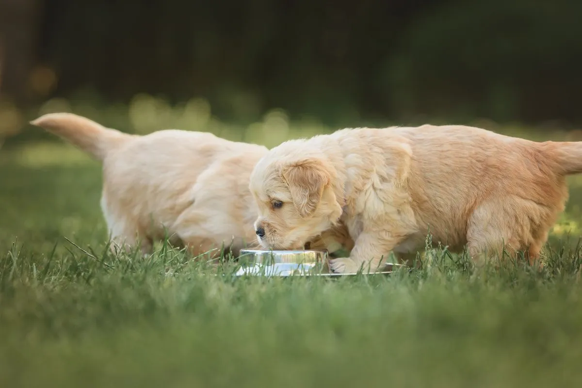 Puppy & Kitten Nutrition Guide for Healthy Growth