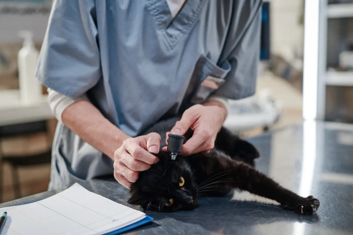 pet wellness exams